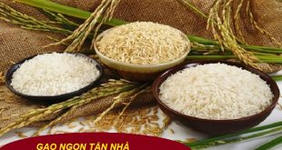Gạo Nếp Thái - Giá gạo nếp hôm nay