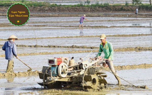 Quy trình làm ra hạt gạo